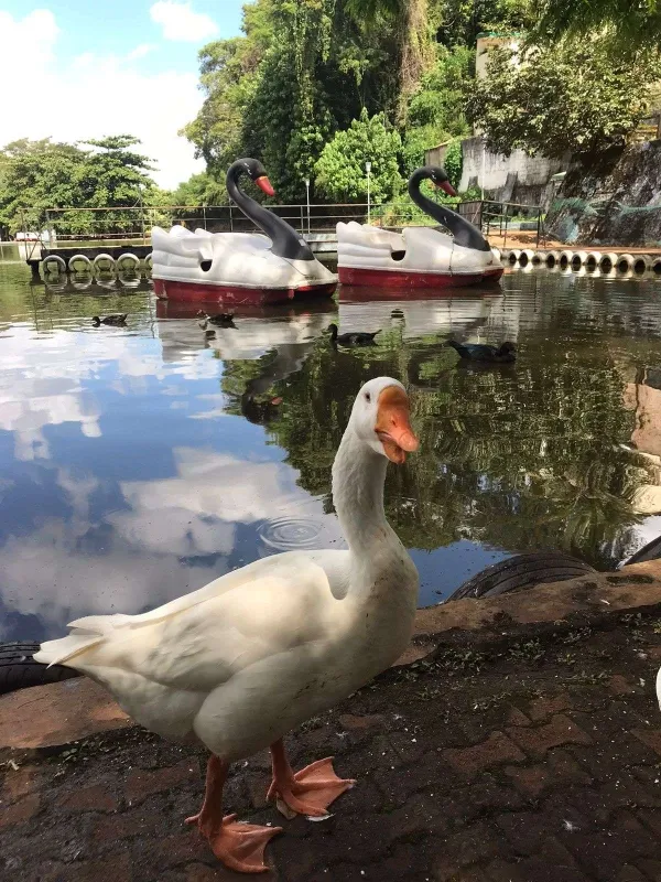 Parque do Mocambo - miniatura 2